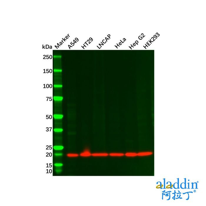 Recombinant Bax Antibody