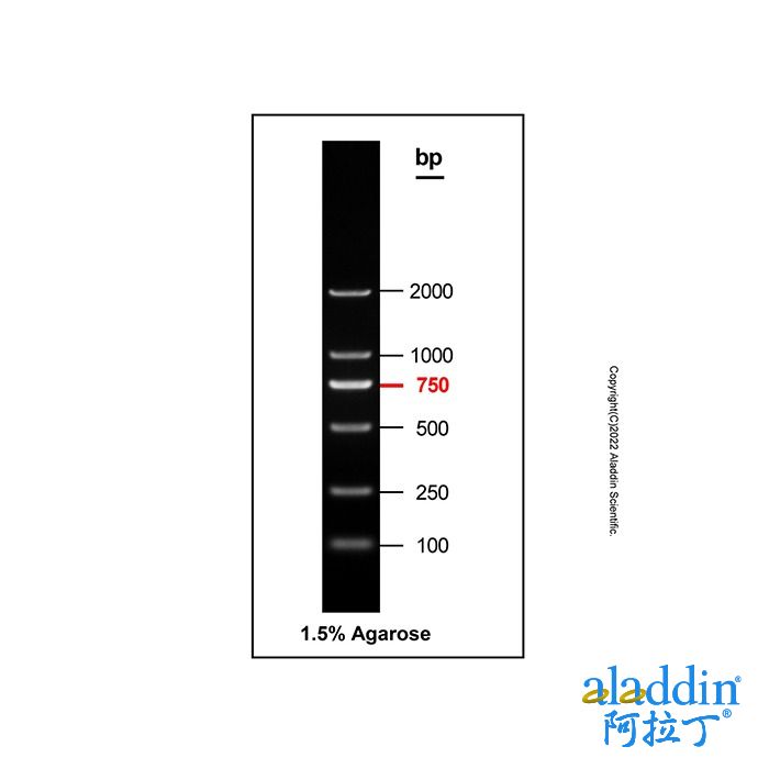 Gelred-prestained DNA Ladder (100-2000bp)
