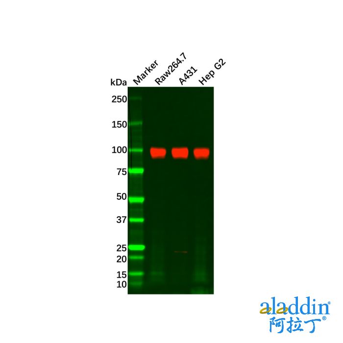 Recombinant ATP1A1 Antibody