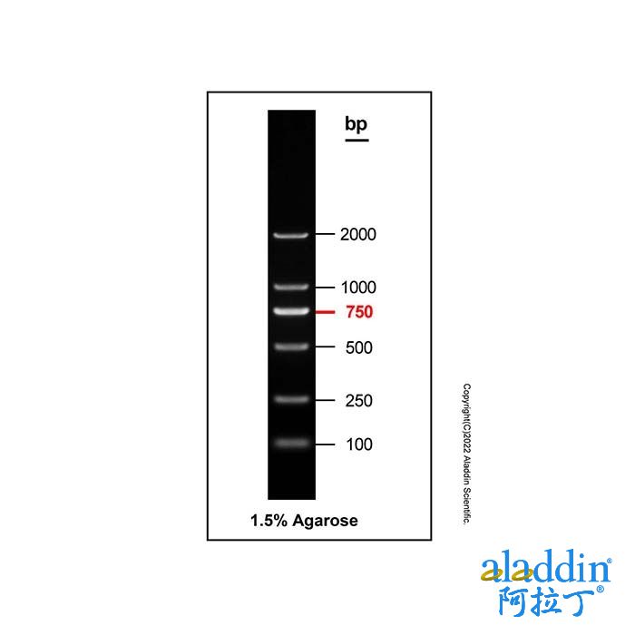 DNA Ladder (100-2000bp)
