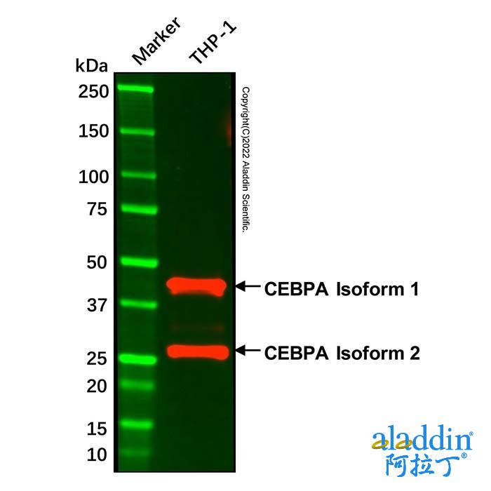 CEBPA Mouse mAb