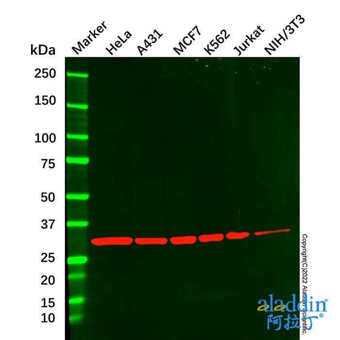 CDK2 Mouse mAb