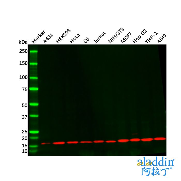 Recombinant COX IV Antibody