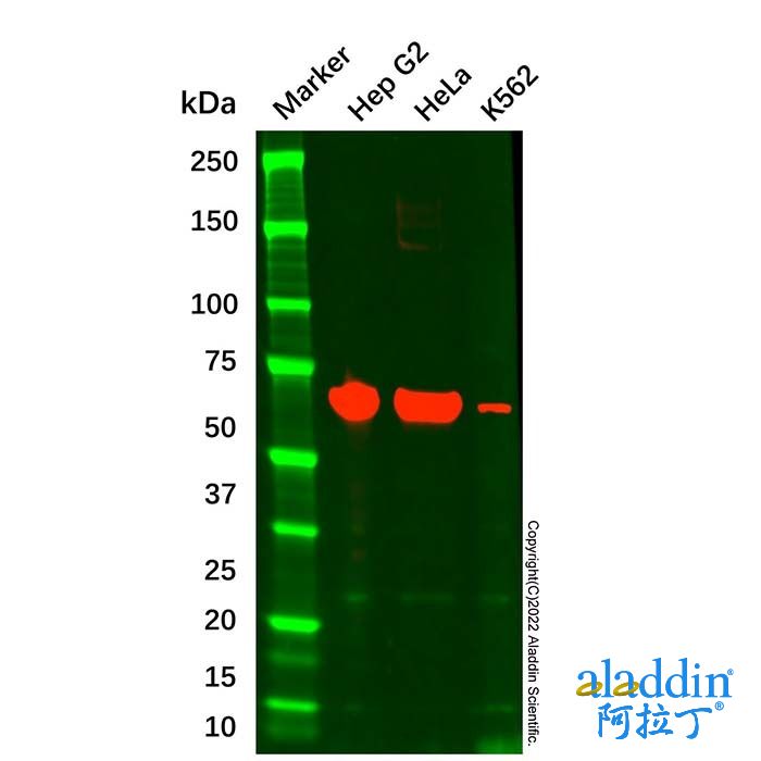 Albumin Mouse mAb