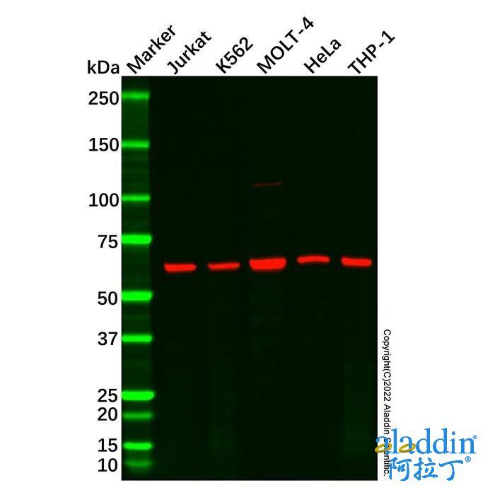 Recombinant HDAC1 Antibody