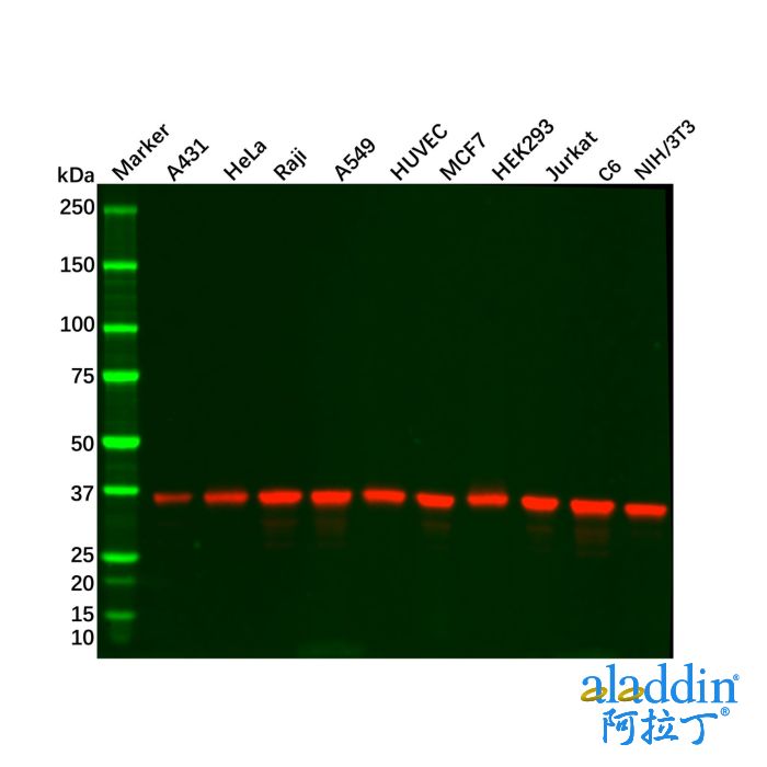 Recombinant GAPDH Antibody
