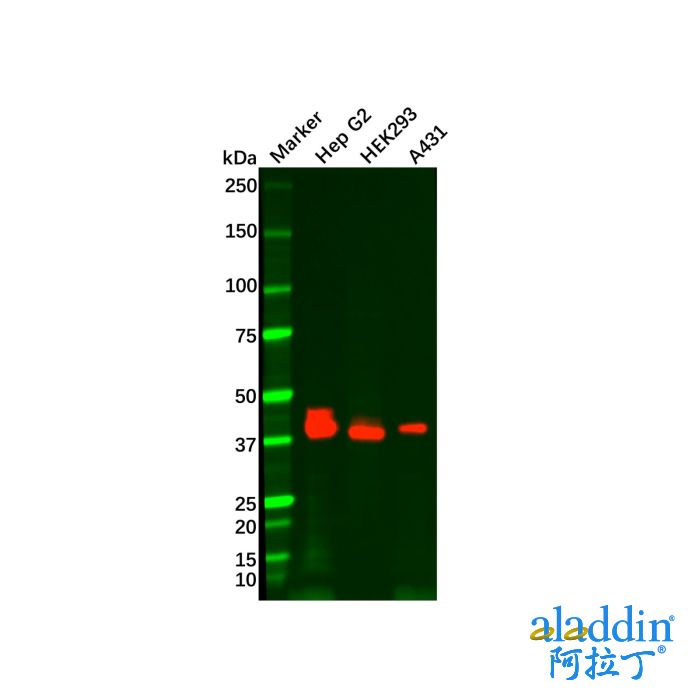 Recombinant EpCAM Antibody