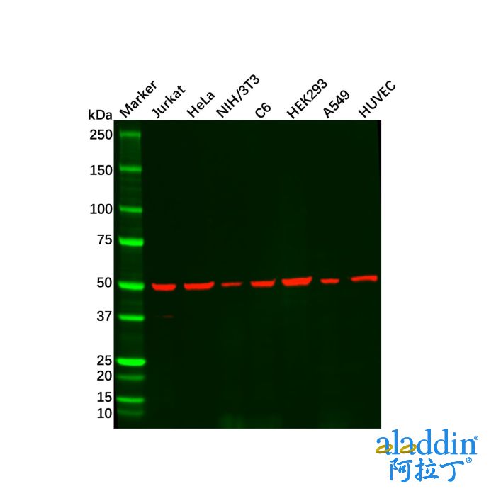 Recombinant beta III Tubulin Antibody