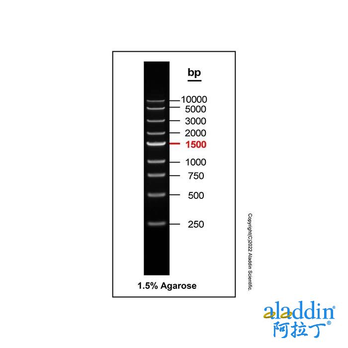Gelred-prestained DNA Ladder (250-10000bp)