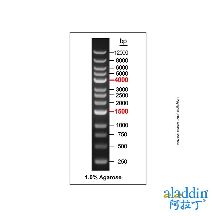 Gelred-prestained DNA Ladder (250-12000bp)