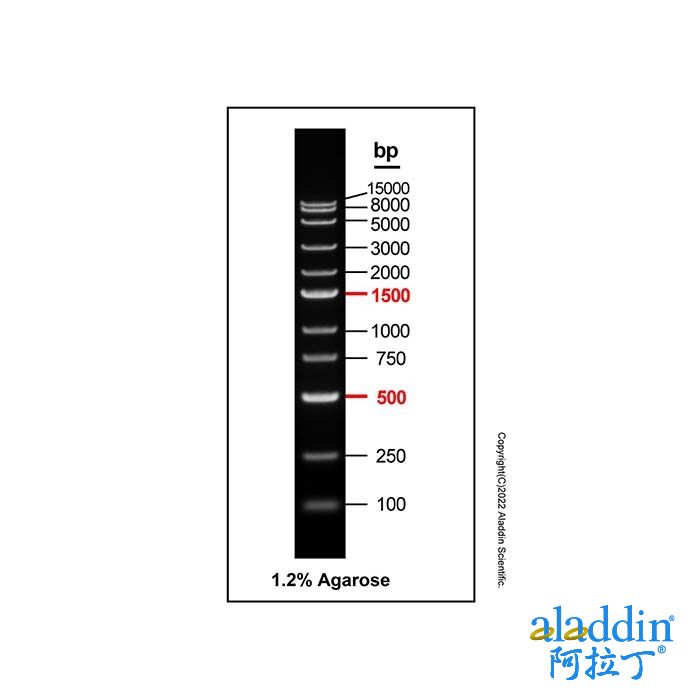 DNA Ladder (100-15000bp)