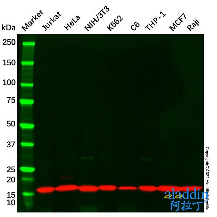 COX IV Mouse mAb