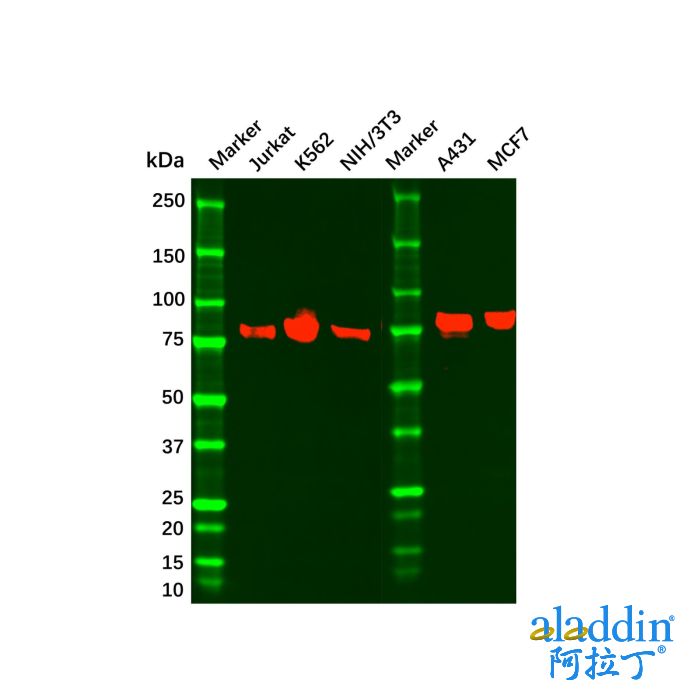 Mre11 Mouse mAb
