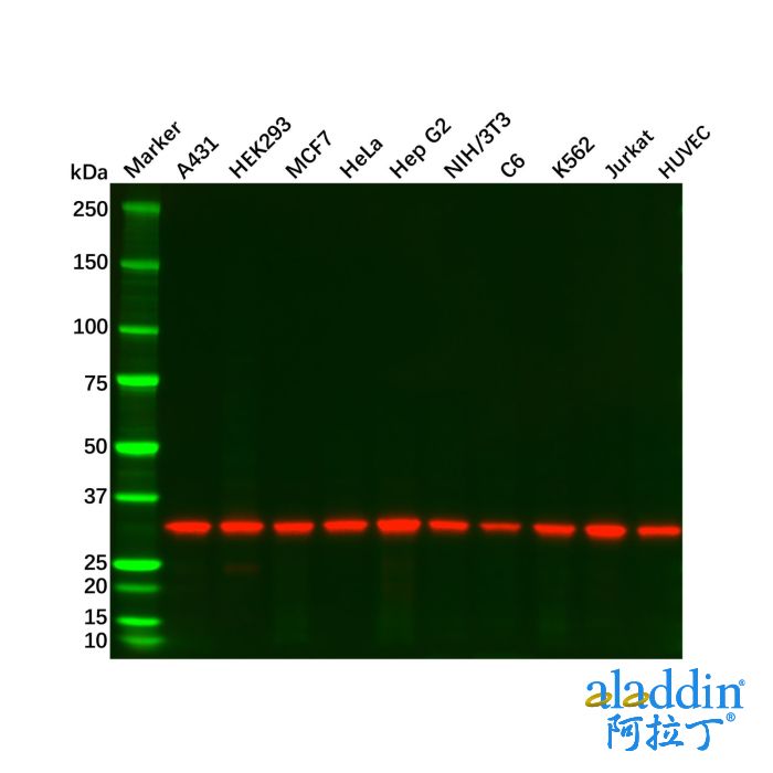 Recombinant PCNA Antibody