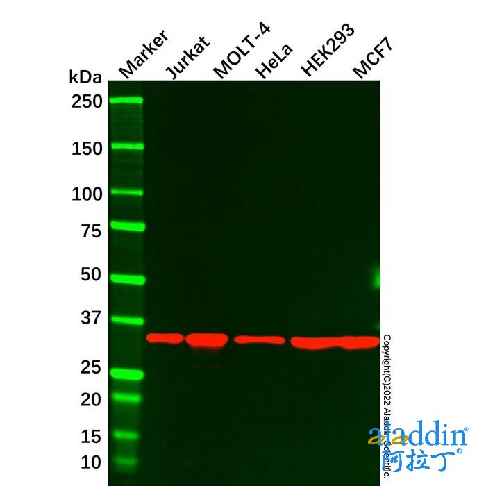 Caspase-7 Mouse mAb