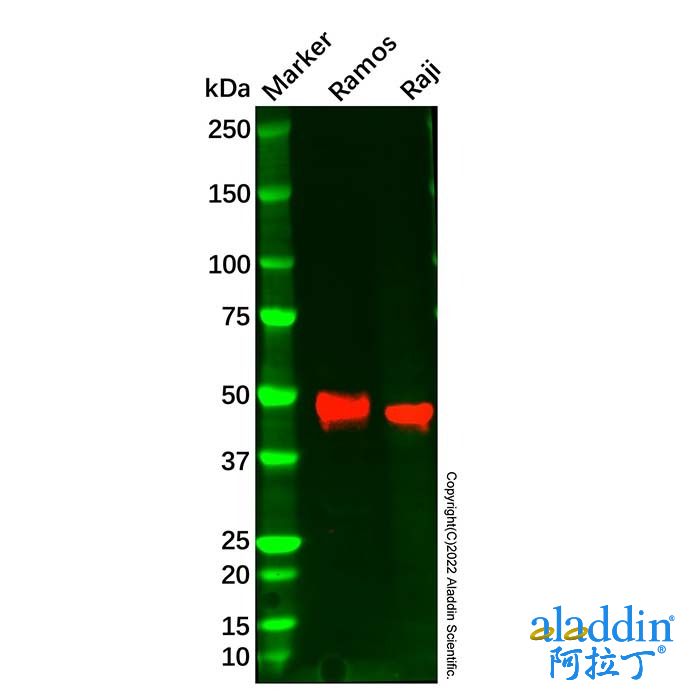 CD79a Antibody