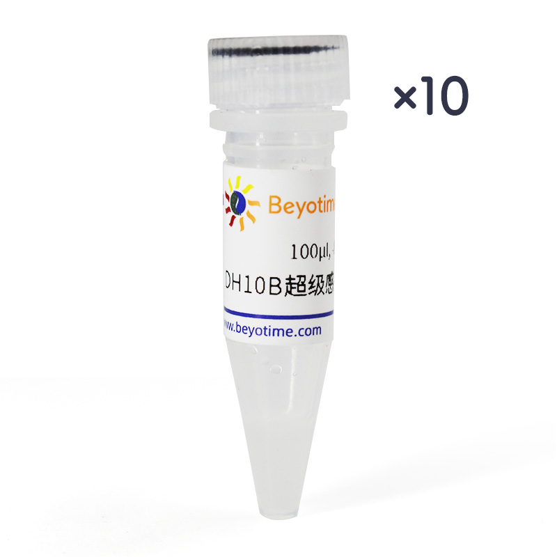 DH10B超级感受态细胞