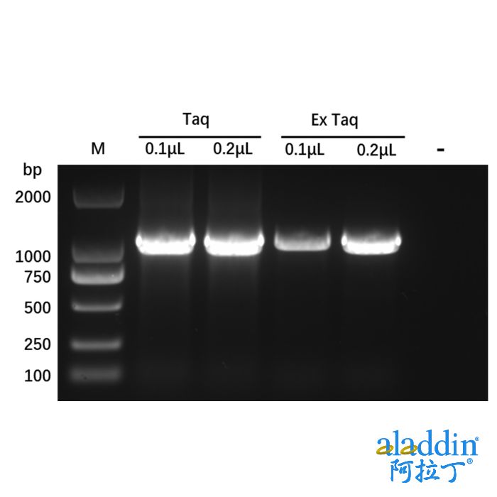 Recombinant Taq DNA Polymerase Protein