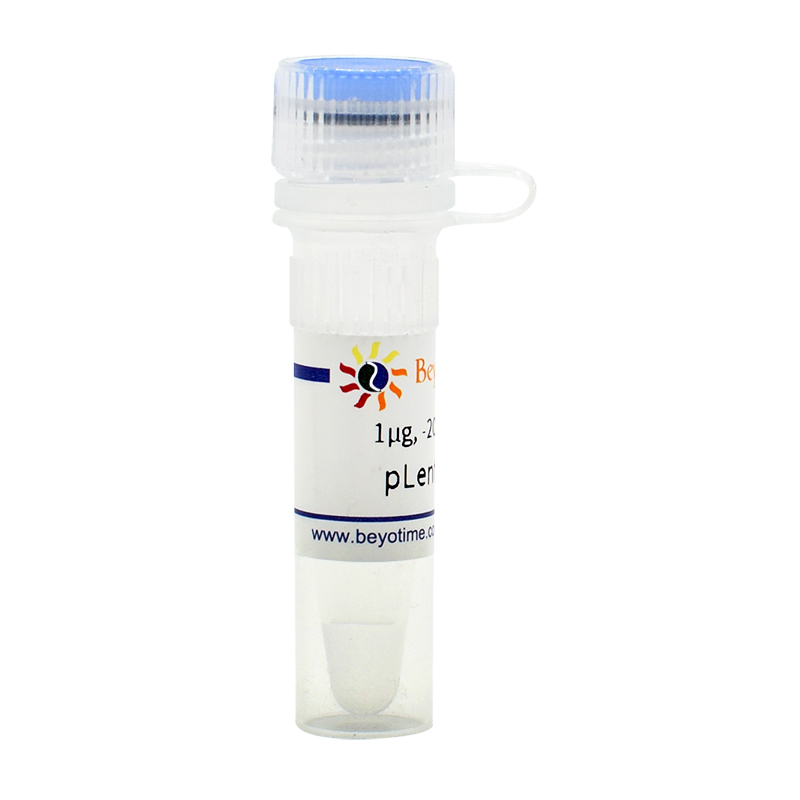 pLenti-H1(慢病毒小RNA表达载体, 绿色荧光)