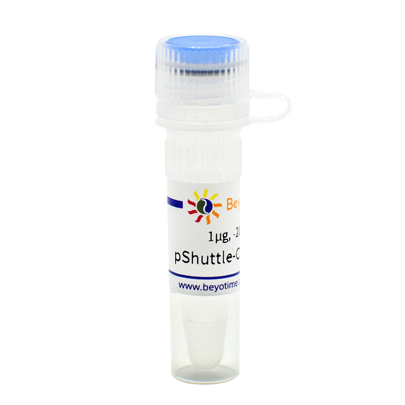 pShuttle-CMV-N-Myc(腺病毒质粒)