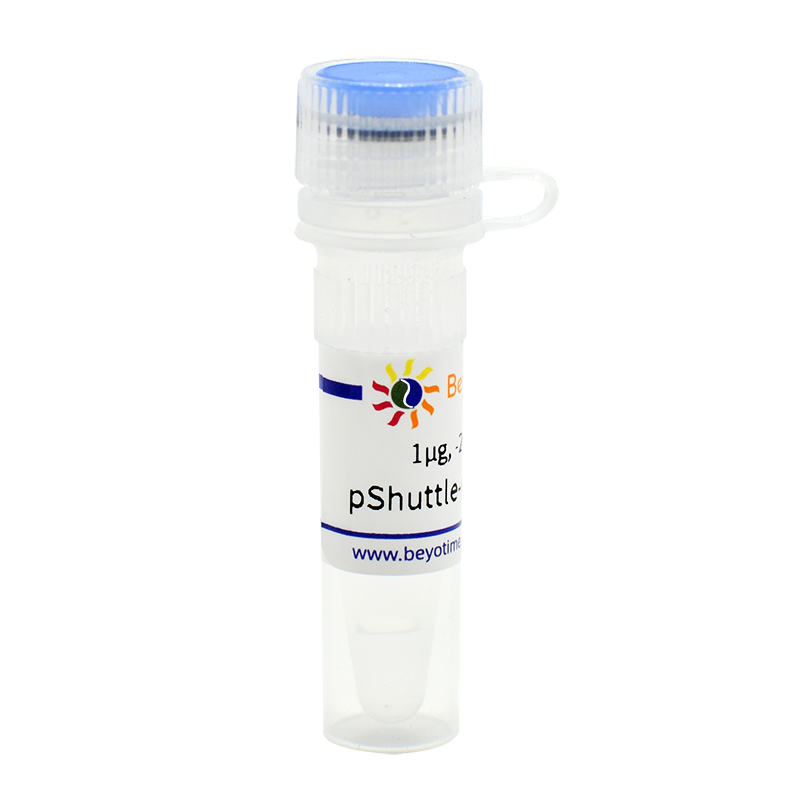 pShuttle-CMV-C-HA(腺病毒质粒)