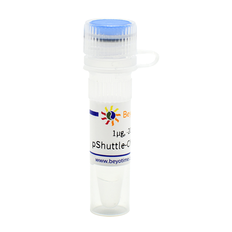 pShuttle-CMV-N-Flag(腺病毒质粒)