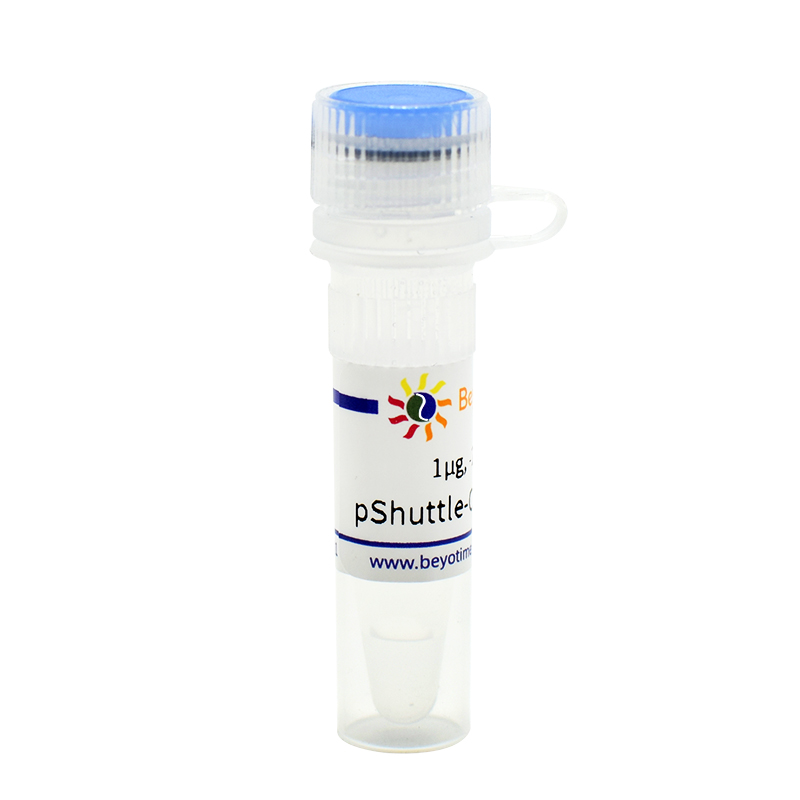 pShuttle-CMV-N-EGFP(腺病毒质粒, 绿色荧光)