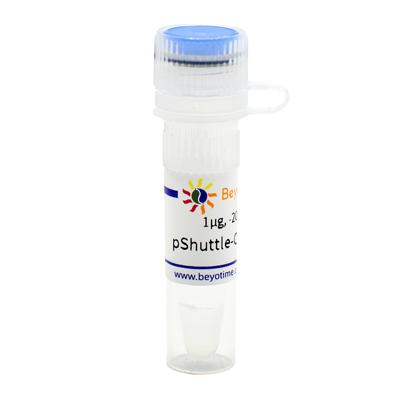 pShuttle-CMV-C-His(腺病毒质粒)