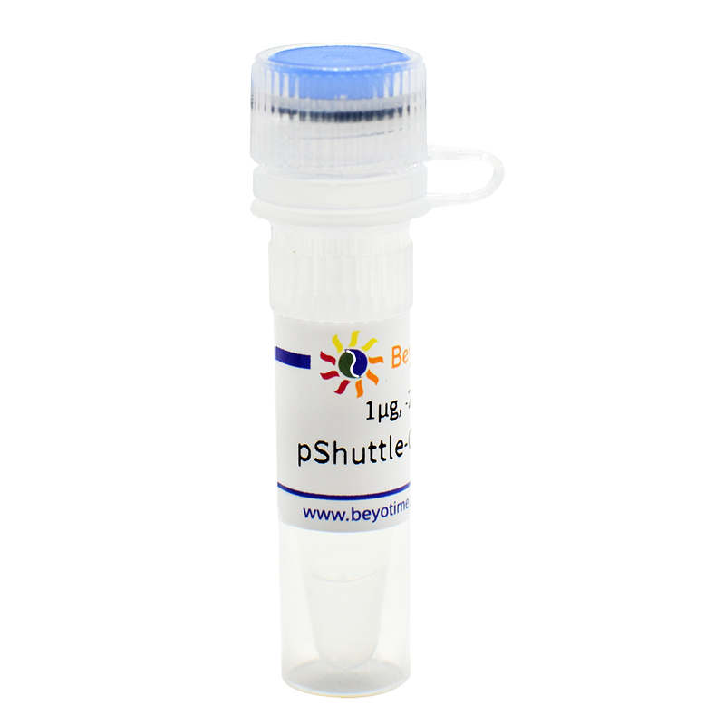 pShuttle-CMV-C-Flag(腺病毒质粒)