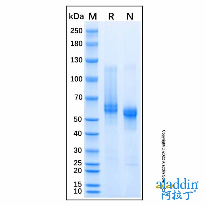 Recombinant Mouse MMP-8 Protein