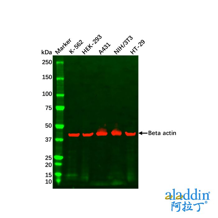 Jurkat Whole Cell Lysate