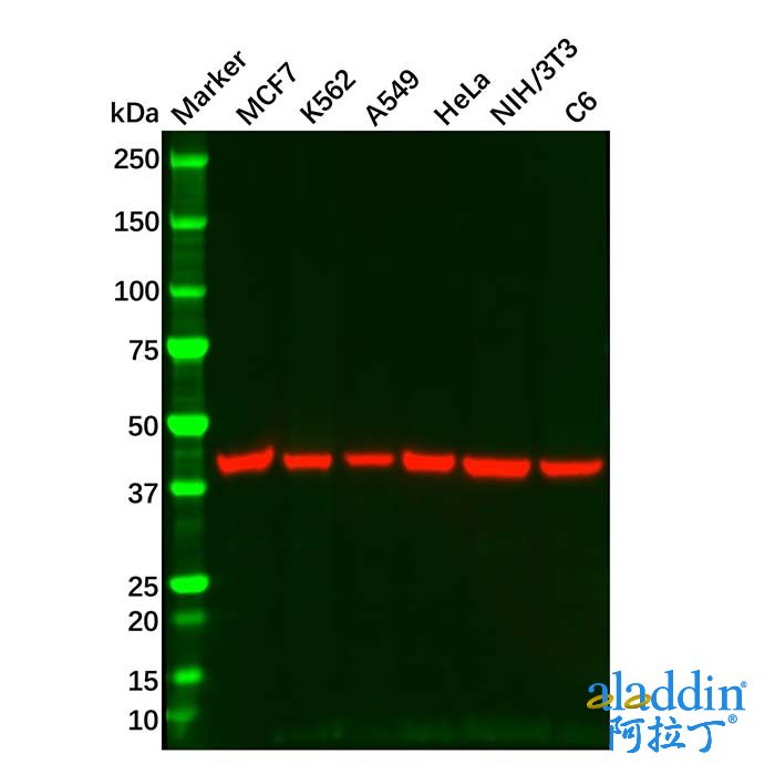 Goat Anti-Mouse IgG H&L (HRP)