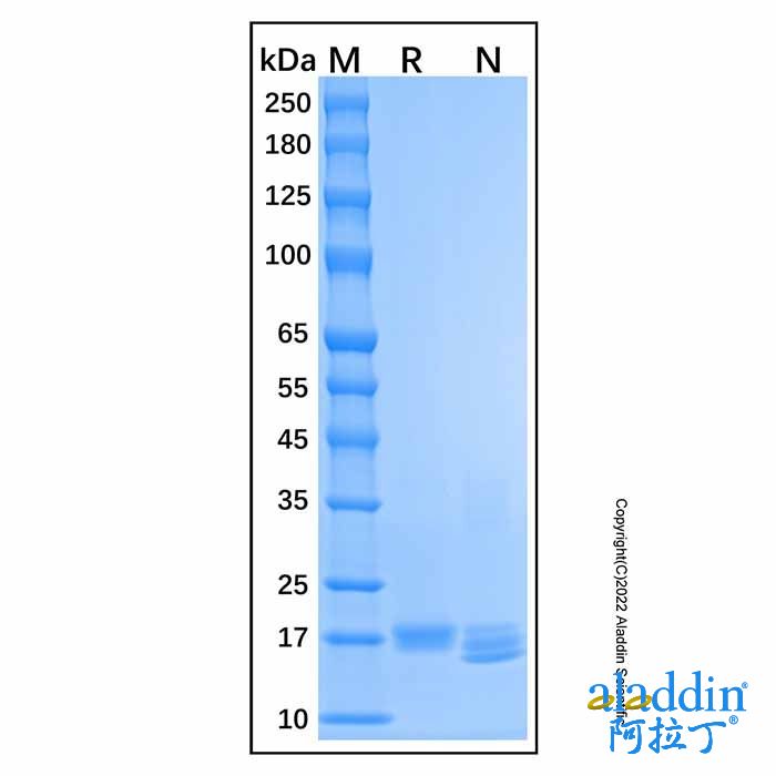 Recombinant Human IFN-alpha-1a Protein