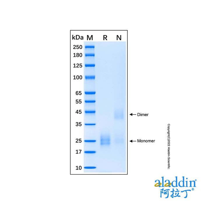 Recombinant Human IL-17E Protein