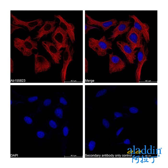 Goat Anti-Mouse IgG H&L (TRITC)
