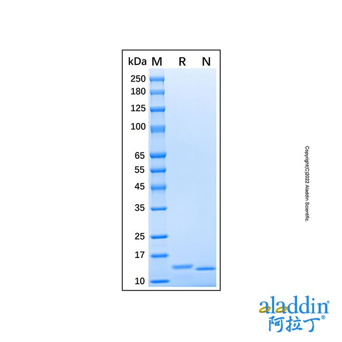 Recombinant Human Lysozyme protein