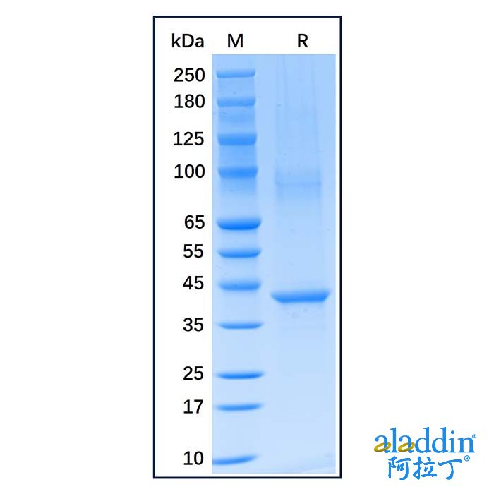 Recombinant Human BMPR2 protein