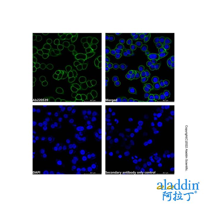 Goat Anti-Human IgG (LumiDye™ Blue 515)