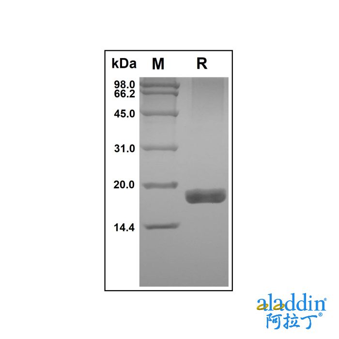 Recombinant Human TRAIL R2/TNFRSF10B Protein