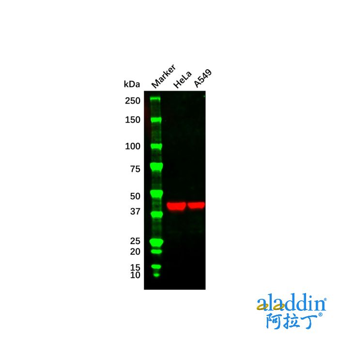 Goat Anti-Mouse IgG H&L (HRP)