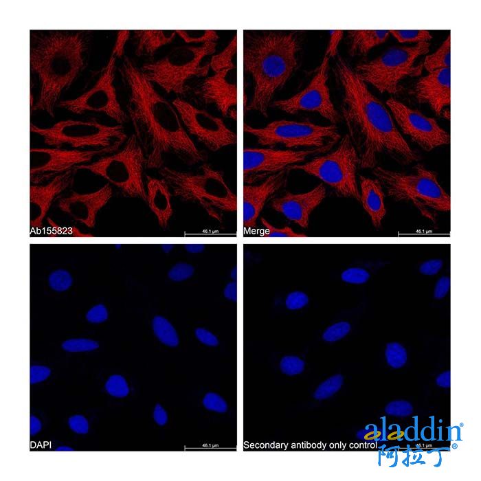 Goat Anti-Mouse IgG H&L (APC)