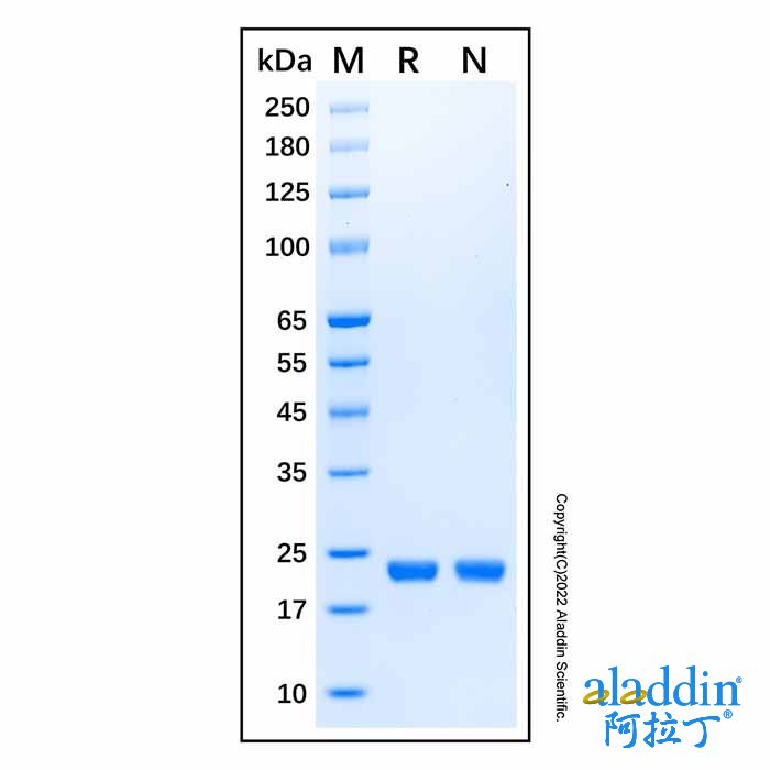 Recombinant Human KRAS (G13D) Protein