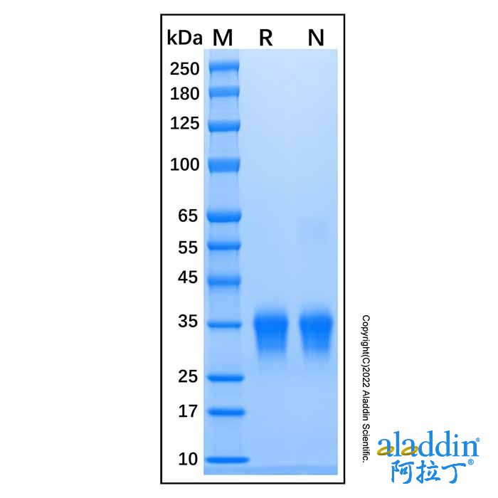 Recombinant Mouse IFN-beta Protein