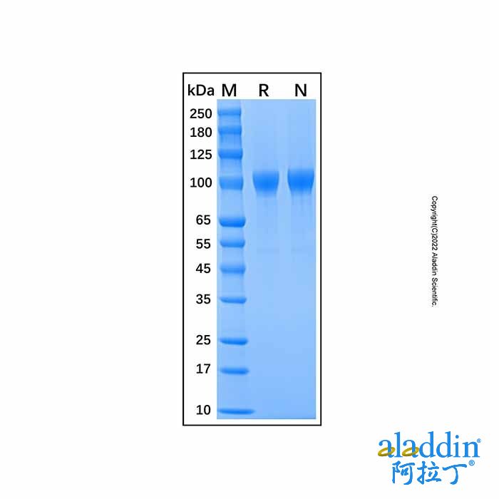 Recombinant Mouse MMP-9 Protein