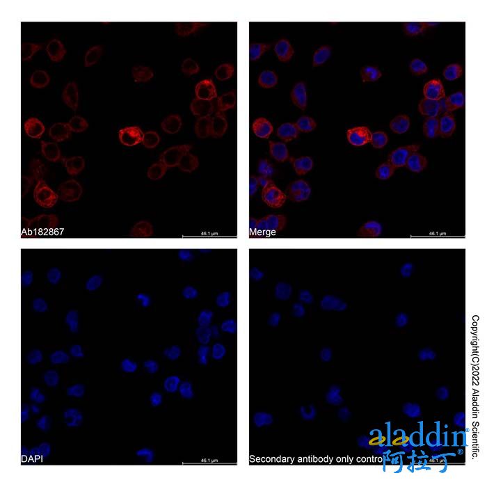 Goat Anti-Human IgG (AF647)