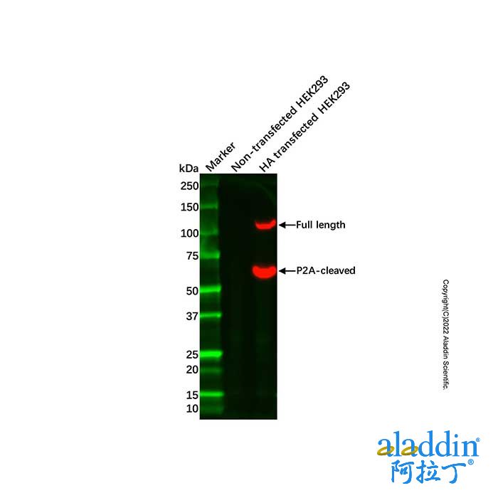 Recombinant HA tag Antibody