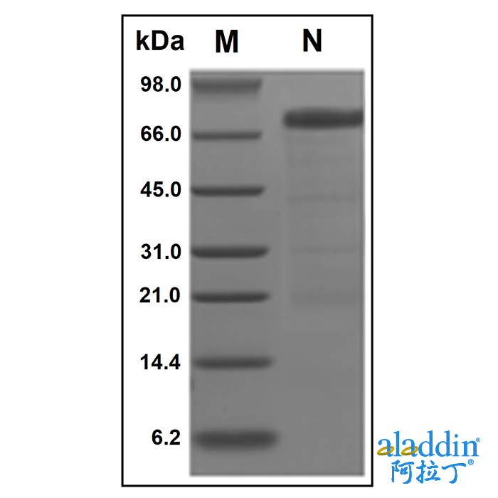Recombinant Human HVEM/TNFRSF14 Protein