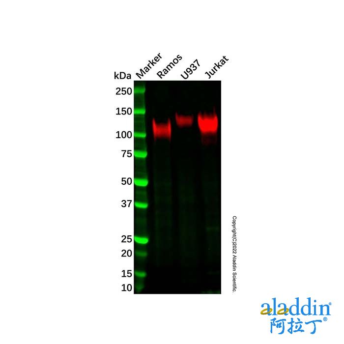 Recombinant ICAM3 Antibody