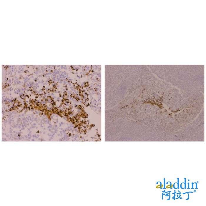 Recombinant CD63 Antibody