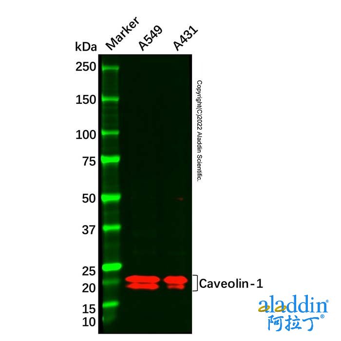 Caveolin-1 Antibody